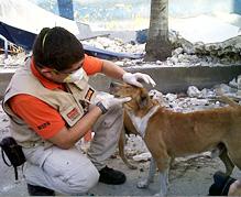 rescate de animales en Haiti